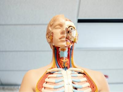 Human Physiology Certificate Course